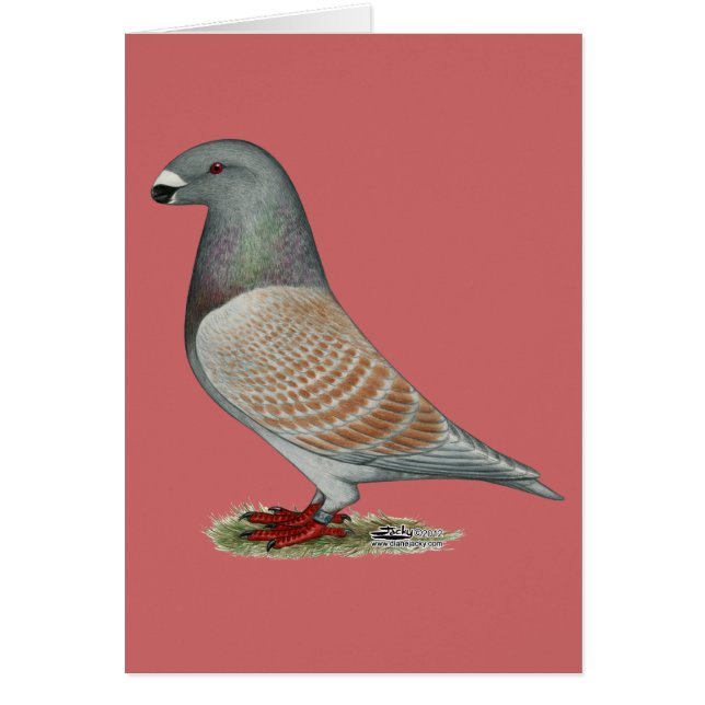 Visa regressiv opal för bildskärm OBS kort (Framsidan)