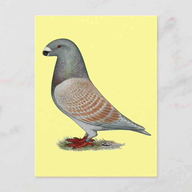 Visa regressiv opal för bildskärm vykort (Framsida)