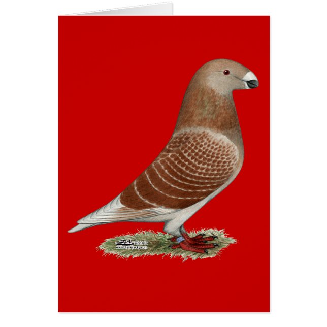 Visa rödkontroll för rasism OBS kort (Framsidan)