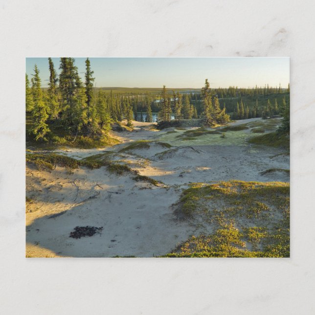 Visa sjö och det omgivande sand backe, vykort (Framsida)