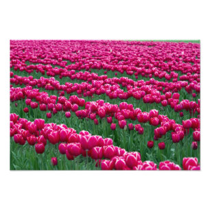 Visa trädgård med vårblommande tulpanlökar i fototryck