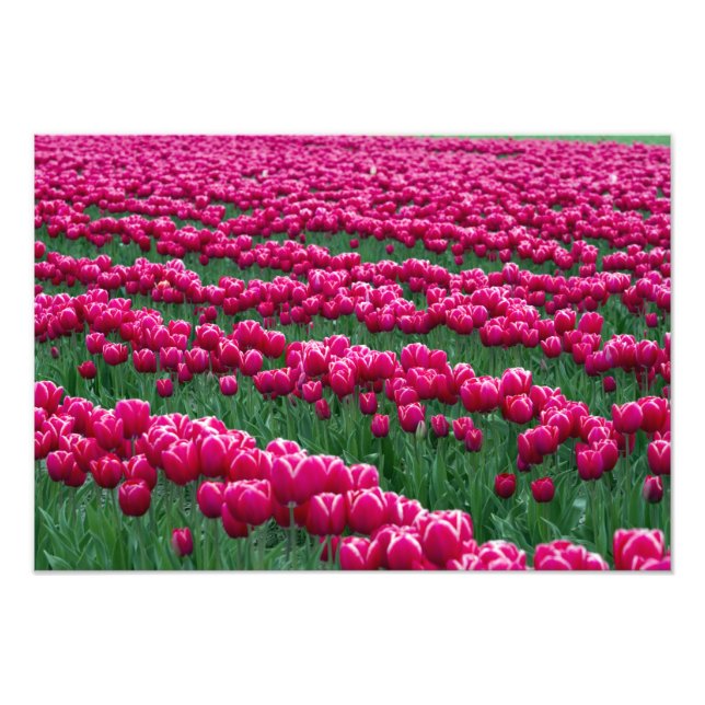 Visa trädgård med vårblommande tulpanlökar i fototryck (Framsidan)
