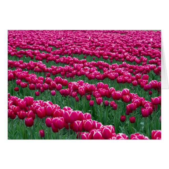 Visa trädgård med vårblommande tulpanlökar i hälsningskort (Framsidan Horizontal)