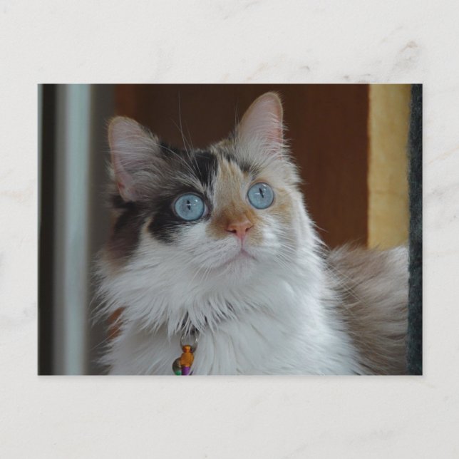 Visdom letar upp vykort (Framsida)