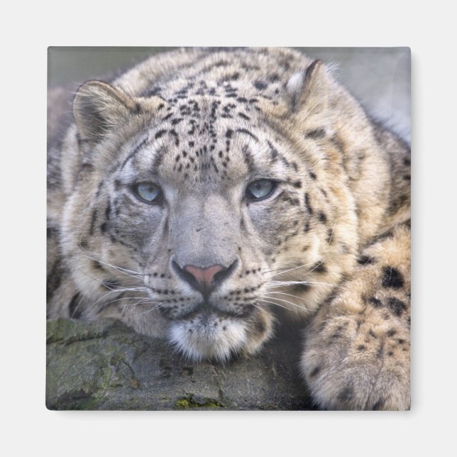 Vishnu Snö Leopard Magnet (Framsidan)