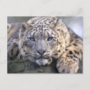 Vishnu Snö Leopard Postcard Vykort