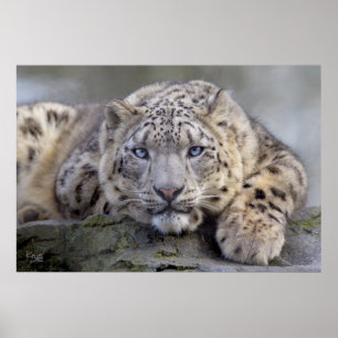 Vishnu Snö Leopard Print Poster