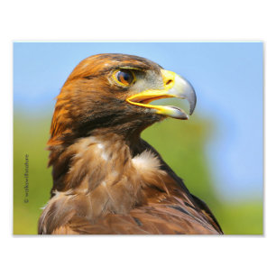 Vision för en vacker ung Golden Eagle Fototryck