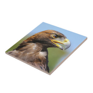 Vision för en vacker ung Golden Eagle Kakelplatta