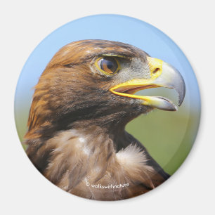 Vision för en vacker ung Golden Eagle Magnet
