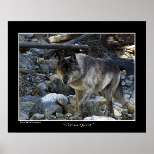 "Vision Quest" Grått Varg Wildlife Photo Poster