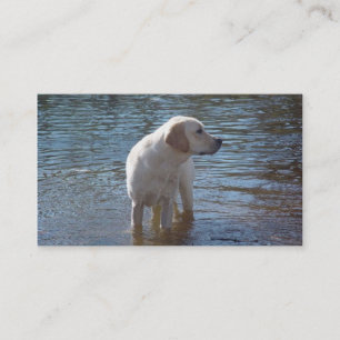 Visitkort för avelsdjur för Labrador Retriever