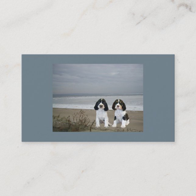 Visitkort för avelsdjur för Spaniel för engelsk (Framsida)