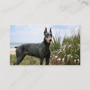 Visitkort för DobermanPinscheravelsdjur