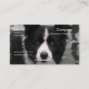 Visitkort för gränsColliehund