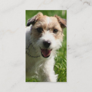 Visitkortar för jackRussell Terrier Visitkort