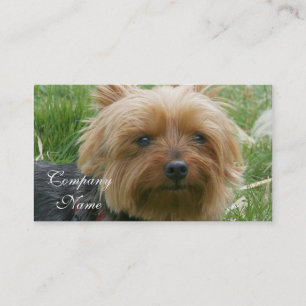 Visitkortar för Yorkshire Terrier Visitkort