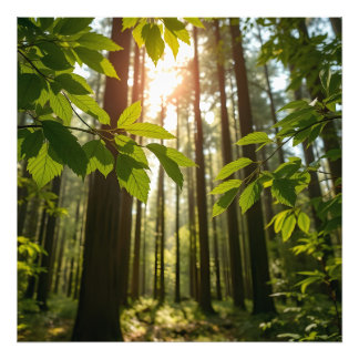 Viskande Skog Fototryck
