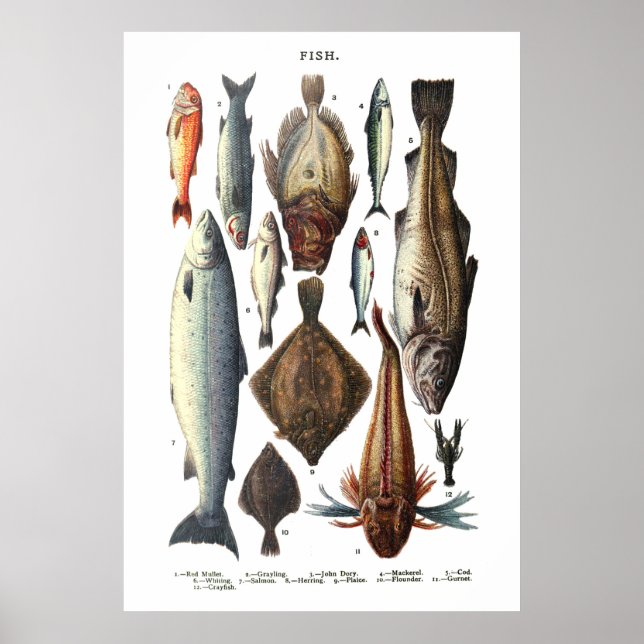 Visning av olika fiskarter poster (Framsidan)