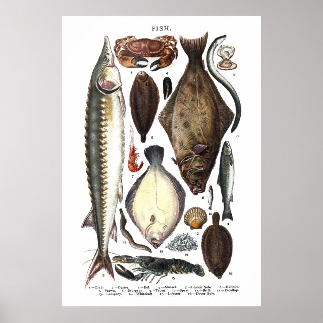 Visning av olika fiskarter poster (Framsidan)