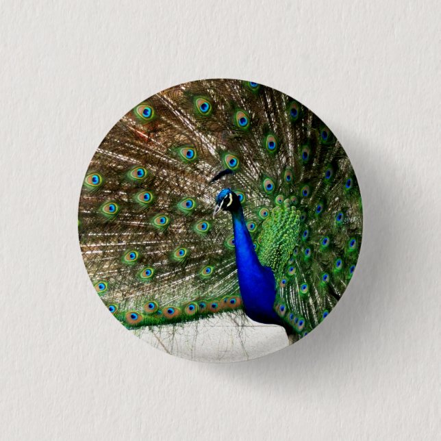 Visningen Male Peacock Feather Knapp (Framsida)