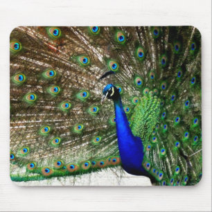 Visningen Male Peacock Feather Musmatta