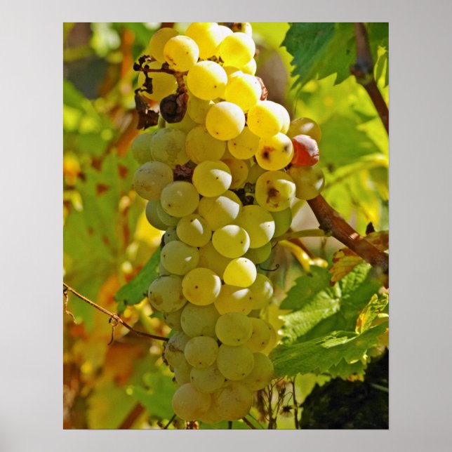 Vissa Chasselas på vingården - planterade långa Poster (Framsidan)