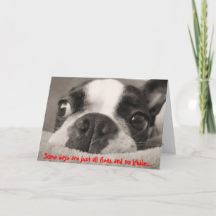 Vissa dagar är bara alla loppor och ingen kibbel kort