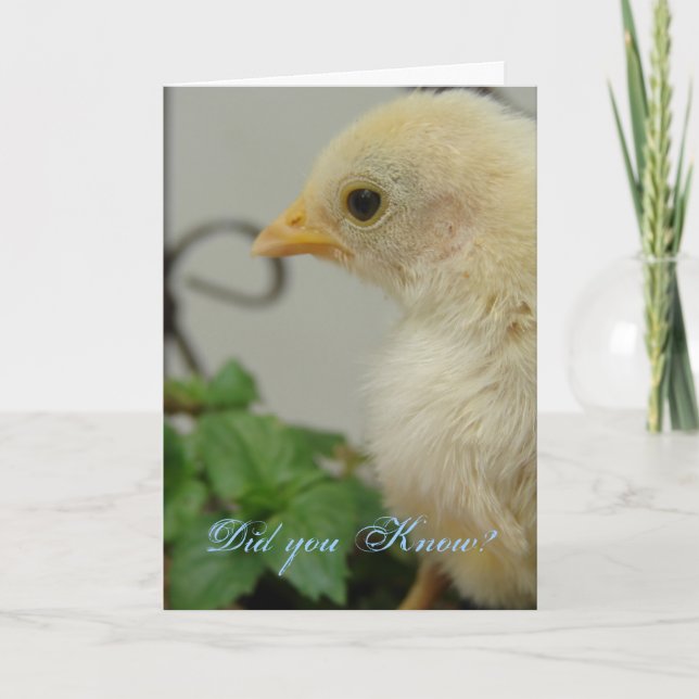 Visste du det? En Hetts Chick, födelsedag Kort (Framsida)