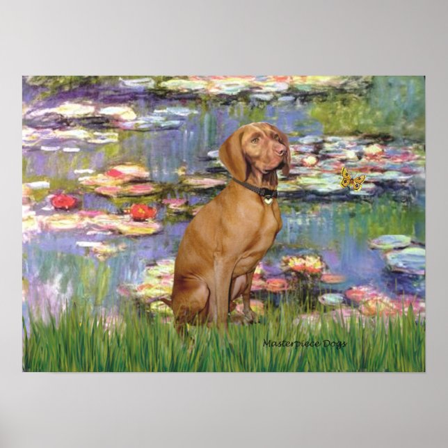 Viszla 2 - Vizsla Poster (Framsidan)