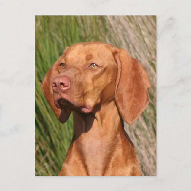 viszla vykort (Framsida)