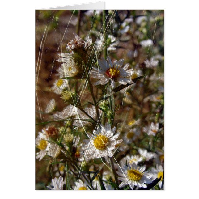 Vit 1 hälsningskort (Framsidan)