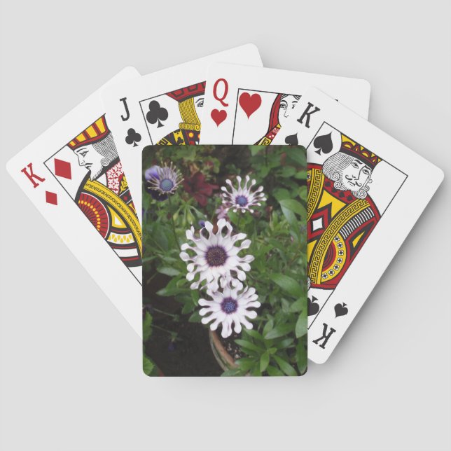 Vit afrikansk margarita spel kort (Baksidan)