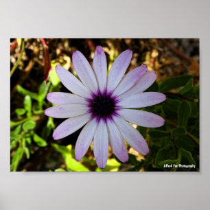 Vit afrikansk margueriteblomma poster
