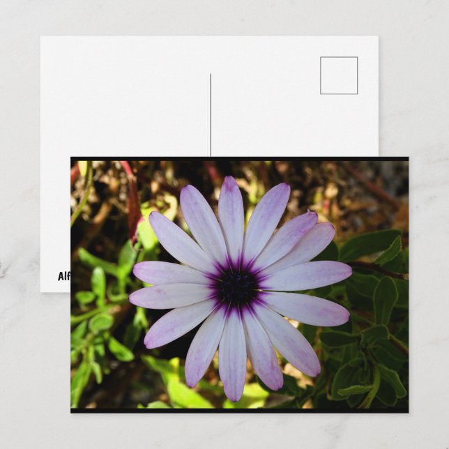 Vit afrikansk tusensköna blomma vykort (Fram/baksida)