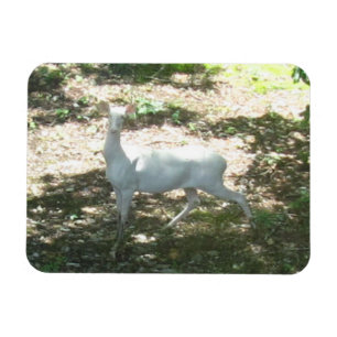 Vit/Albino Hjort 3x4 Photo Magnet