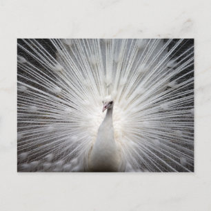 Vit albino Peacock Stunning Wall Art Vykort