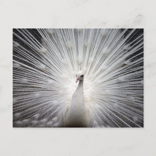 Vit albino Peacock Stunning Wall Art Vykort (Framsida)