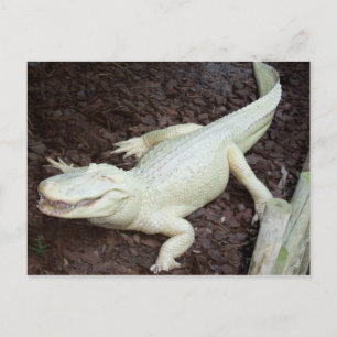 vit alligator vykort
