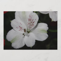 Vit Alstroemeria Inbjudan