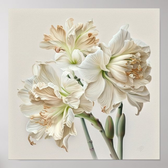 Vit Amaryllis Blomma Konsttryck Poster (Framsidan)