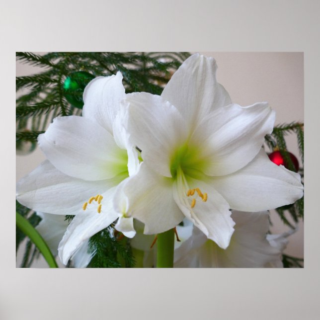 Vit Amaryllis och julgran Poster (Framsidan)