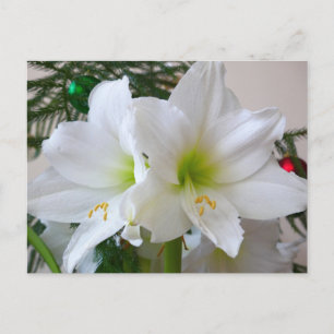 Vit Amaryllis och julgran Vykort