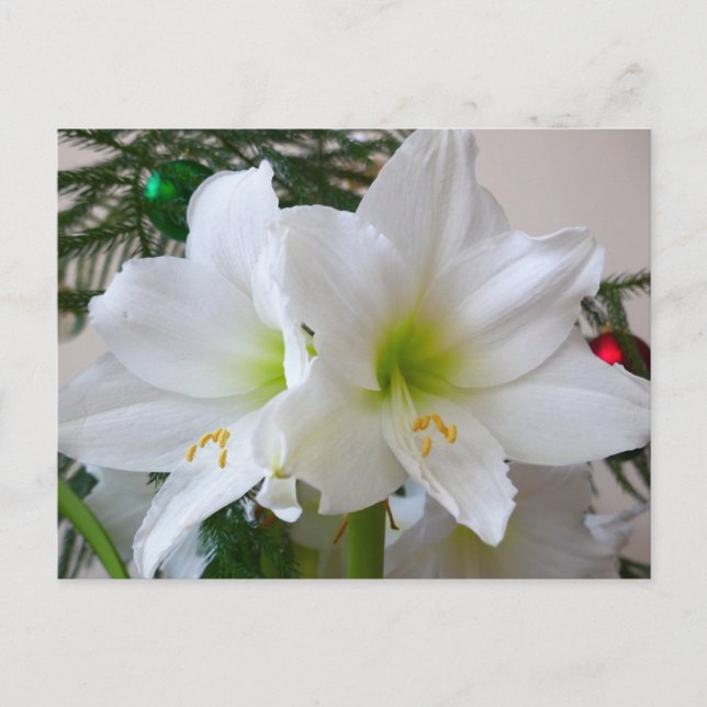 Vit Amaryllis och julgran Vykort (Framsida)