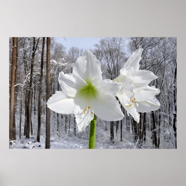 Vit Amaryllis och Snö I Poster (Framsidan)