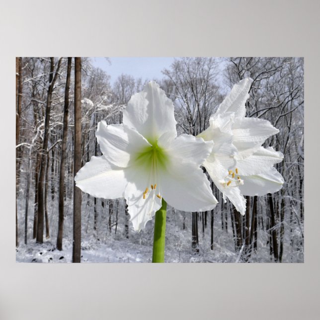 Vit Amaryllis och Snö I Poster (Framsidan)