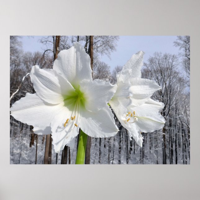 Vit Amaryllis och Snö II Poster (Framsidan)