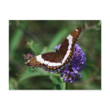 Vit amiral Butterfly-vykort