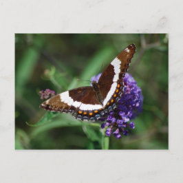Vit amiral Butterfly-vykort Vykort