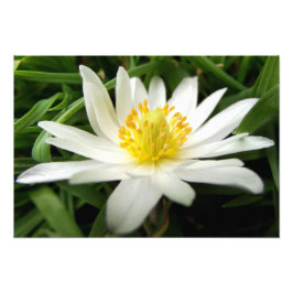 Vit anemonblomning av minimalistisk natur fototryck